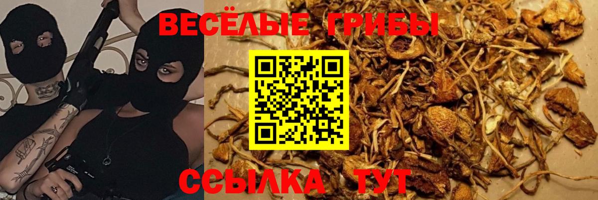 Галлюциногенные грибы GOLDEN TEACHER  Новодвинск 